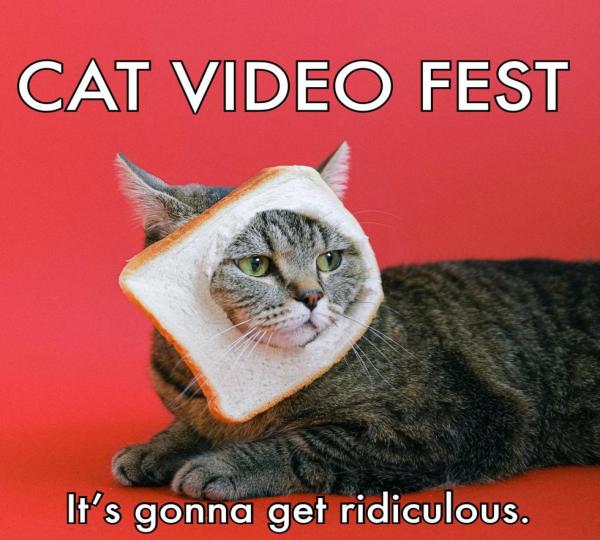 catvideofest1.jpeg